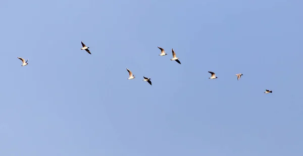 Un troupeau de mouettes contre un ciel bleu — Photo