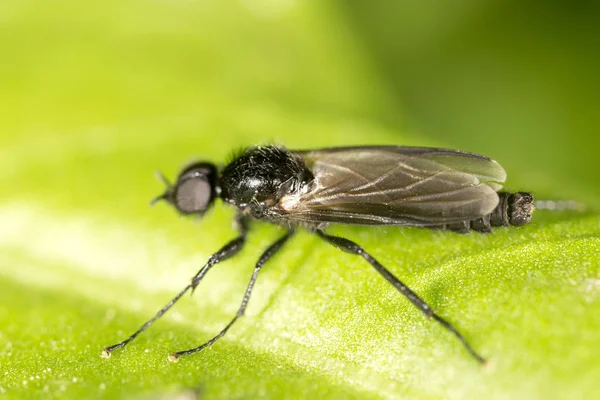 Летать на зеленом листе. macro — стоковое фото