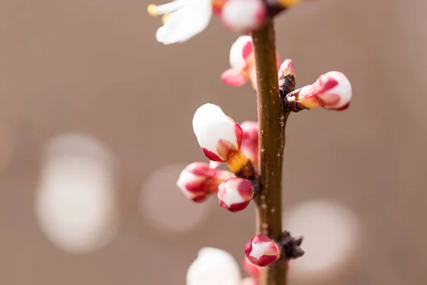 Fleurs d'abricot sur un arbre dans la nature — Photo