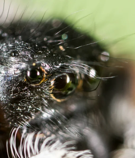 Portrét pavouka v přírodě. super makro — Stock fotografie