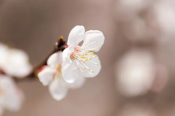 自然界中树上的杏花 — 图库照片