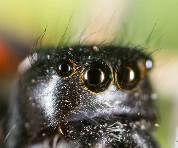 Portrait d'une araignée dans la nature. super macro — Photo