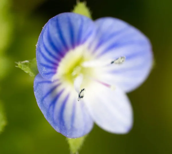 Hermosa flor azul en la naturaleza —  Fotos de Stock