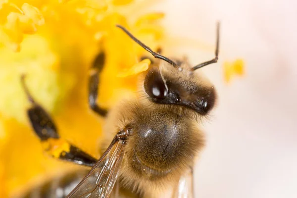 Bee on a flower. macro — Zdjęcie stockowe