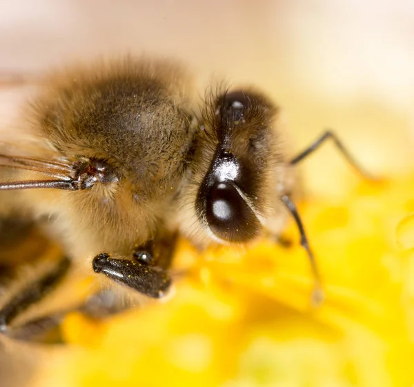 Bee on a flower. macro — Zdjęcie stockowe