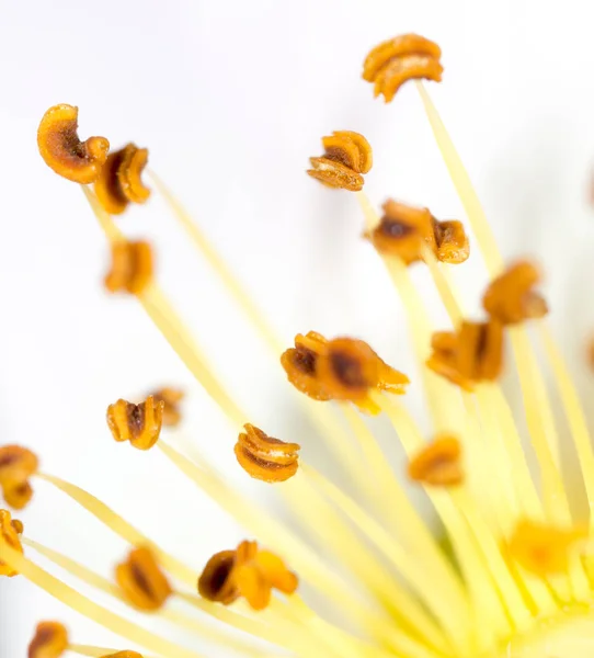 Yellow pollen in flower. macro — Stock Photo, Image