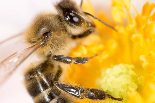 Bee on a flower. macro — Zdjęcie stockowe