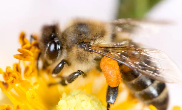 Bee on a flower. macro — Stock Photo, Image