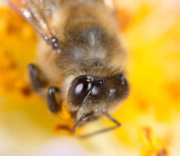 Bee on a flower. macro — Zdjęcie stockowe