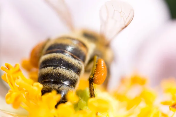 Abelha em uma flor. macro — Fotografia de Stock