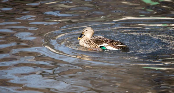 Göldeki ördek doğada — Stok fotoğraf