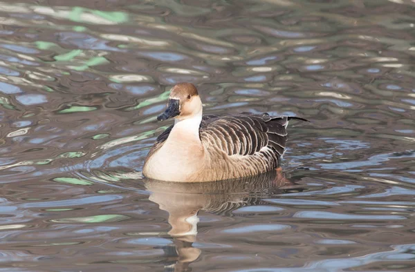 Anatra nel lago nella natura — Foto Stock