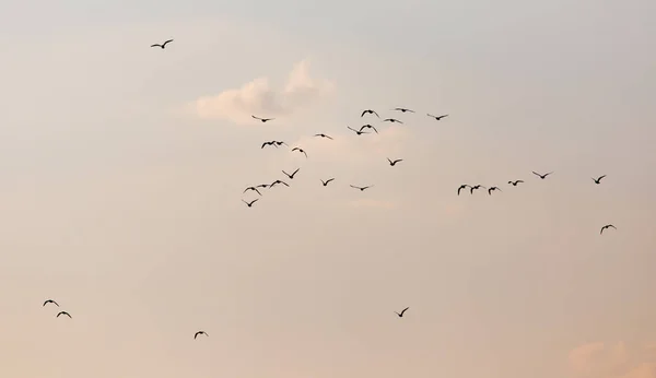 En flock måsar på himlen vid solnedgången — Stockfoto