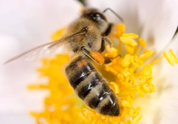 Bee on a flower. macro — Zdjęcie stockowe