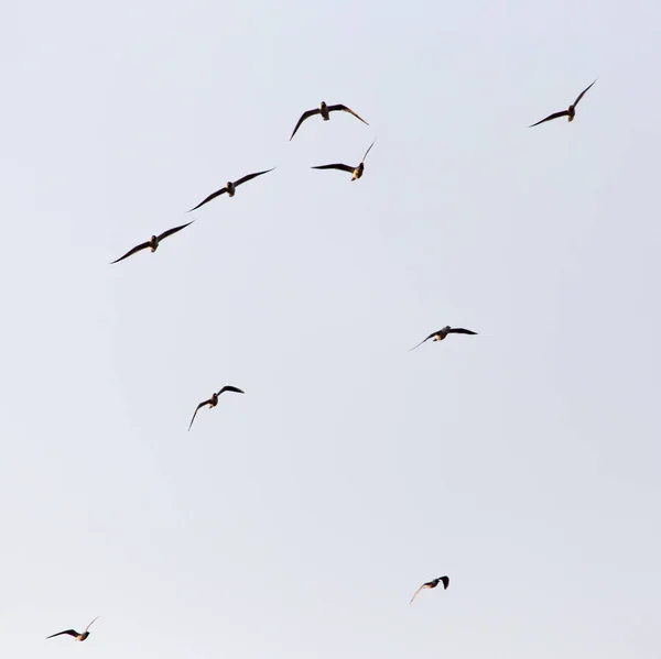 Un troupeau de mouettes dans le ciel au coucher du soleil — Photo