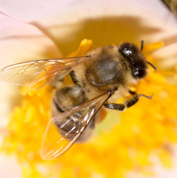 上一朵花的蜜蜂。宏 — 图库照片