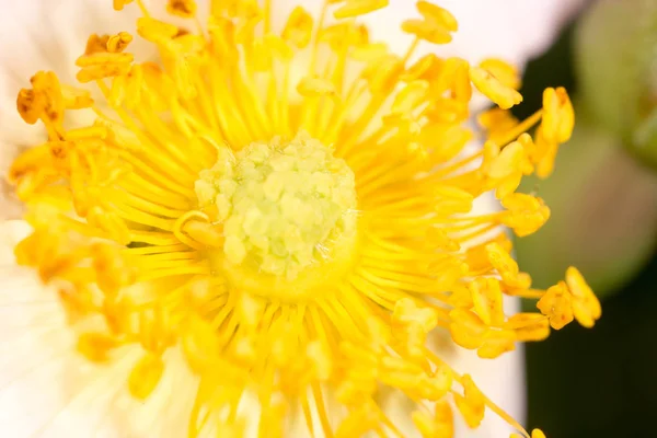 Pólen amarelo em flor. macro — Fotografia de Stock