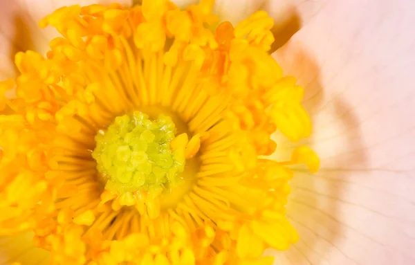 꽃에서의 노란색 꽃가루 매크로 — 스톡 사진