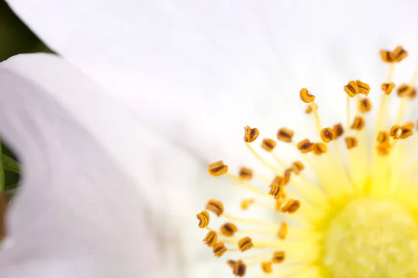 Žlutý pyl v době květu. makro — Stock fotografie