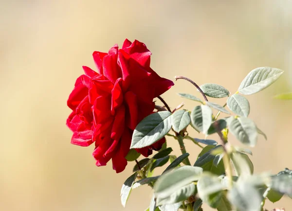 Piękna czerwona róża w przyrodzie — Zdjęcie stockowe