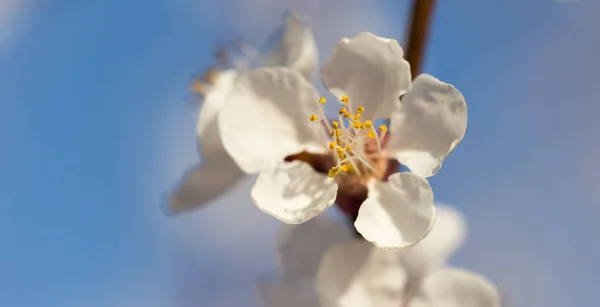 蓝天映衬着树上的花 — 图库照片