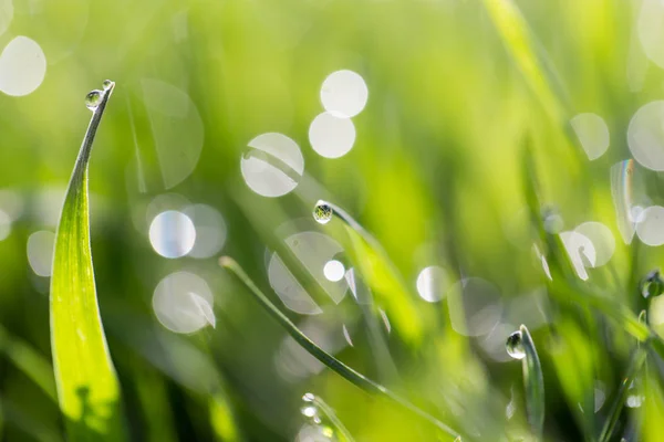 Gotas de orvalho na grama verde na natureza. macro — Fotografia de Stock