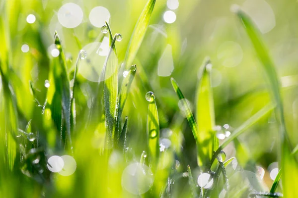 Droppar dagg på det gröna gräset i naturen. makro — Stockfoto