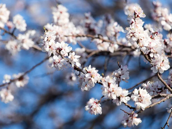 Mavi gökyüzüne karşı ağaçtaki çiçekler — Stok fotoğraf