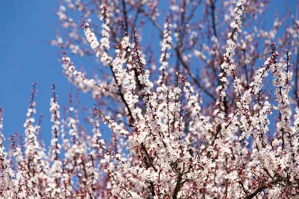Flores na árvore contra o céu azul — Fotografia de Stock