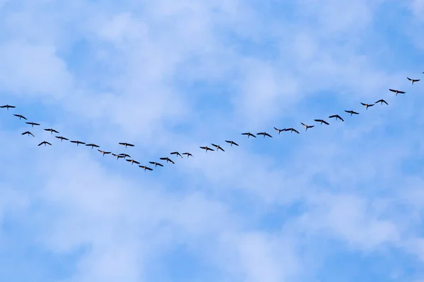 Bandada de cisnes volando contra un cielo azul en el sur — Foto de Stock