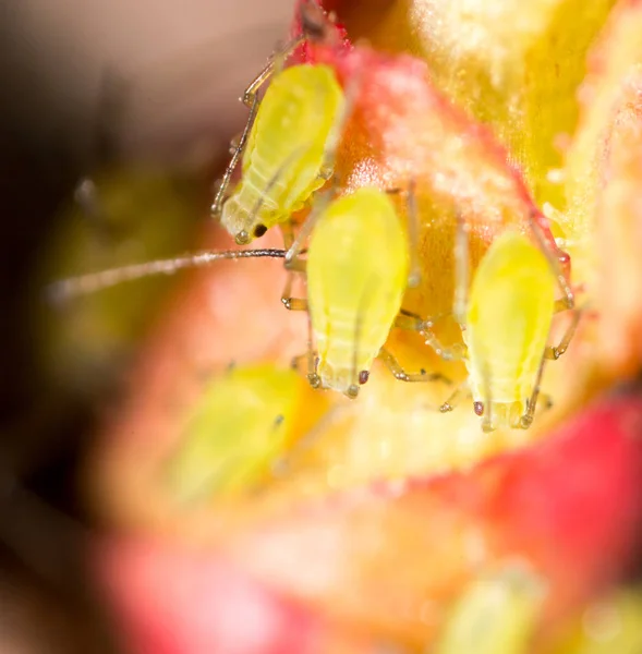 Green aphids on a red leaf in the nature. macro — Stock Photo, Image