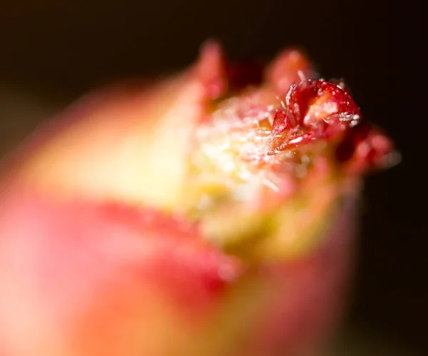 Doğada kırmızı yaprak bud. Makro — Stok fotoğraf