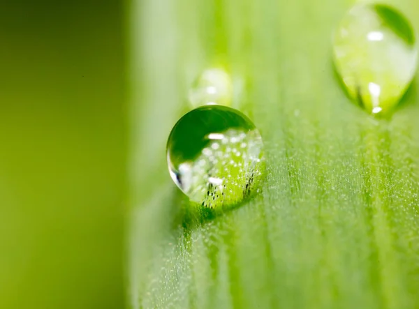 Drops of dew on the grass. macro — Stock Photo, Image