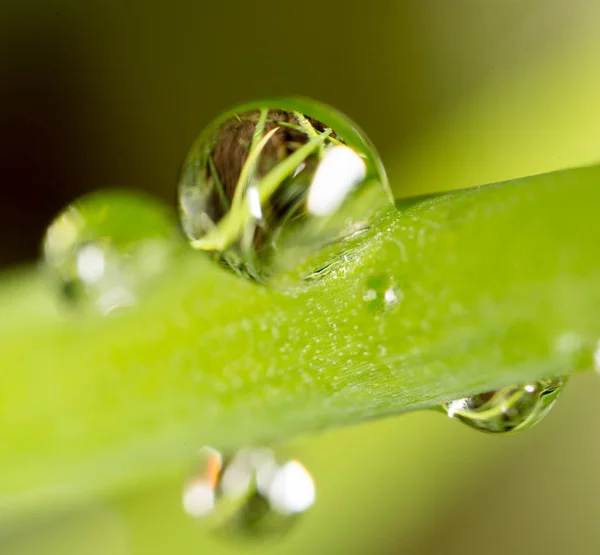 Tautropfen auf dem Gras. Makro — Stockfoto