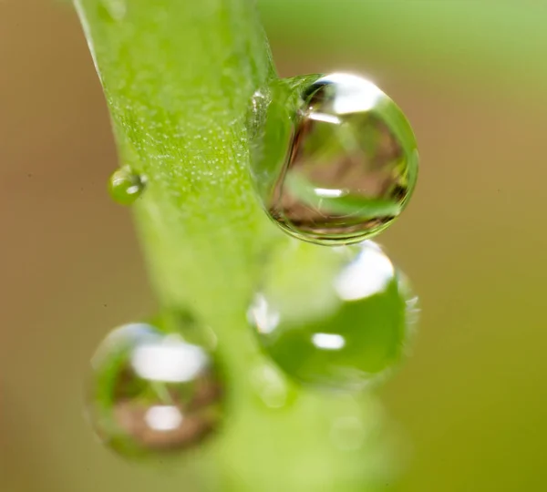Gotas de rocío en la hierba. macro — Foto de Stock