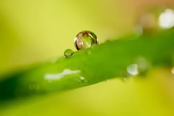 Gotas de orvalho na relva. macro — Fotografia de Stock