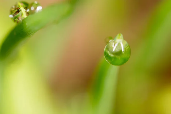 Gotas de rocío en la hierba. macro —  Fotos de Stock