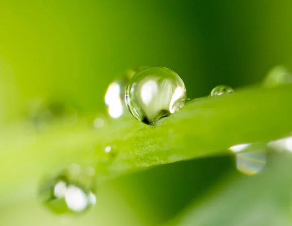 Dauwdruppels op het gras. Macro — Stockfoto