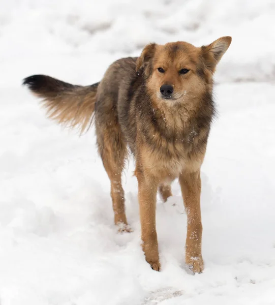 Kutya portré, szabadban, télen — Stock Fotó