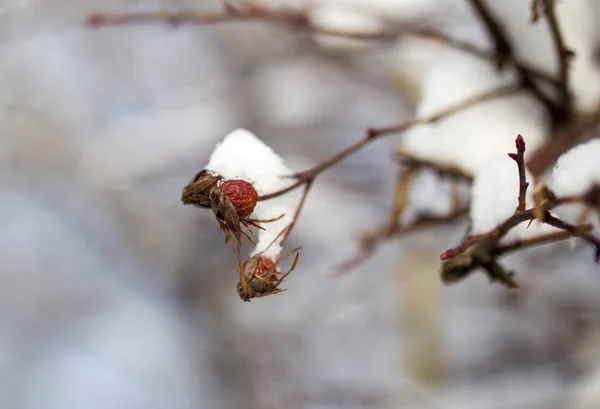 Neige sur la rose sauvage hiver — Photo