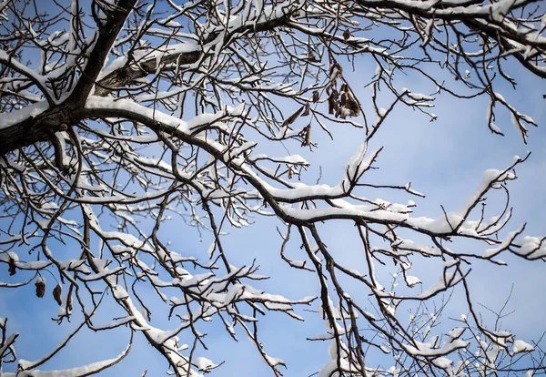 Neve sull'albero contro il cielo blu — Foto Stock