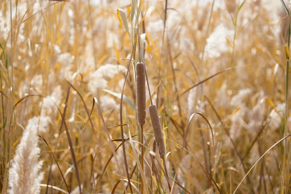 Roseaux jaunes dans la nature en automne — Photo