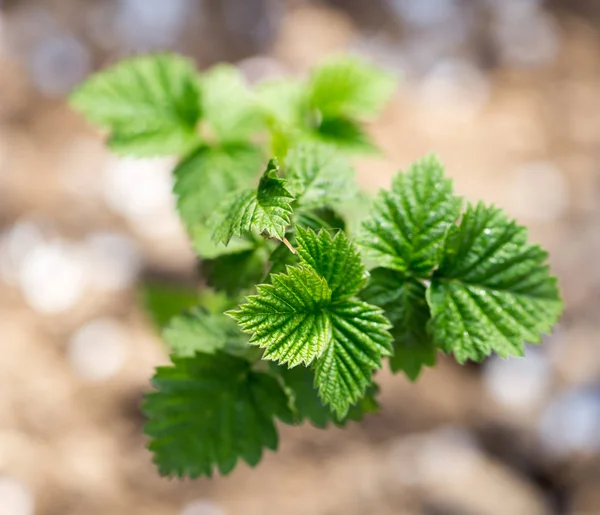 Young raspberry leaves in nature — Stock Photo, Image