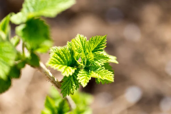 Young raspberry leaves in nature — Stock Photo, Image