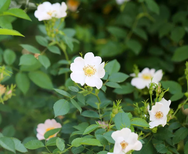 Vackra blommor på busken utomhus — Stockfoto