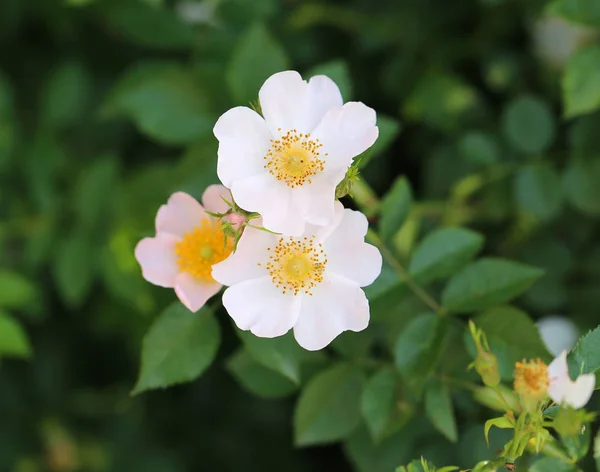 Vackra blommor på busken utomhus — Stockfoto