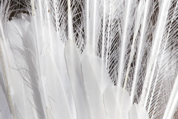 Plumes de paon blanc comme fond — Photo