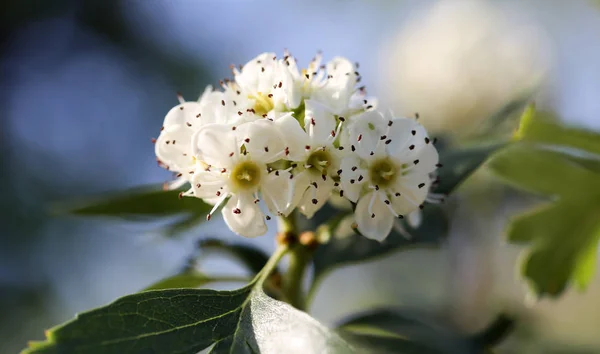 Vackra blommor på busken utomhus — Stockfoto