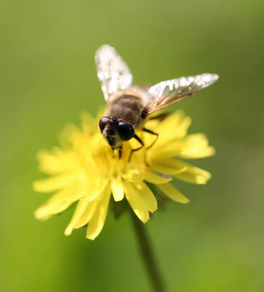 Pszczoła na żółty mniszek lekarski na charakter — Zdjęcie stockowe