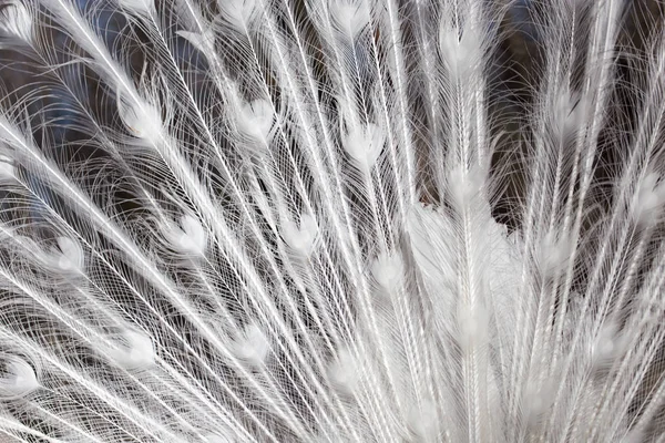 Перья белого павлина в качестве фона — стоковое фото